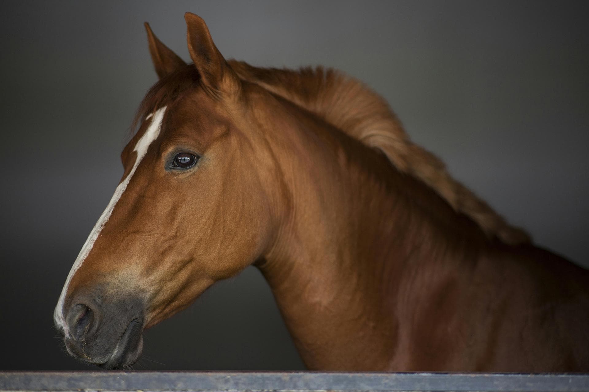 Chestnut horse head and neck portrait