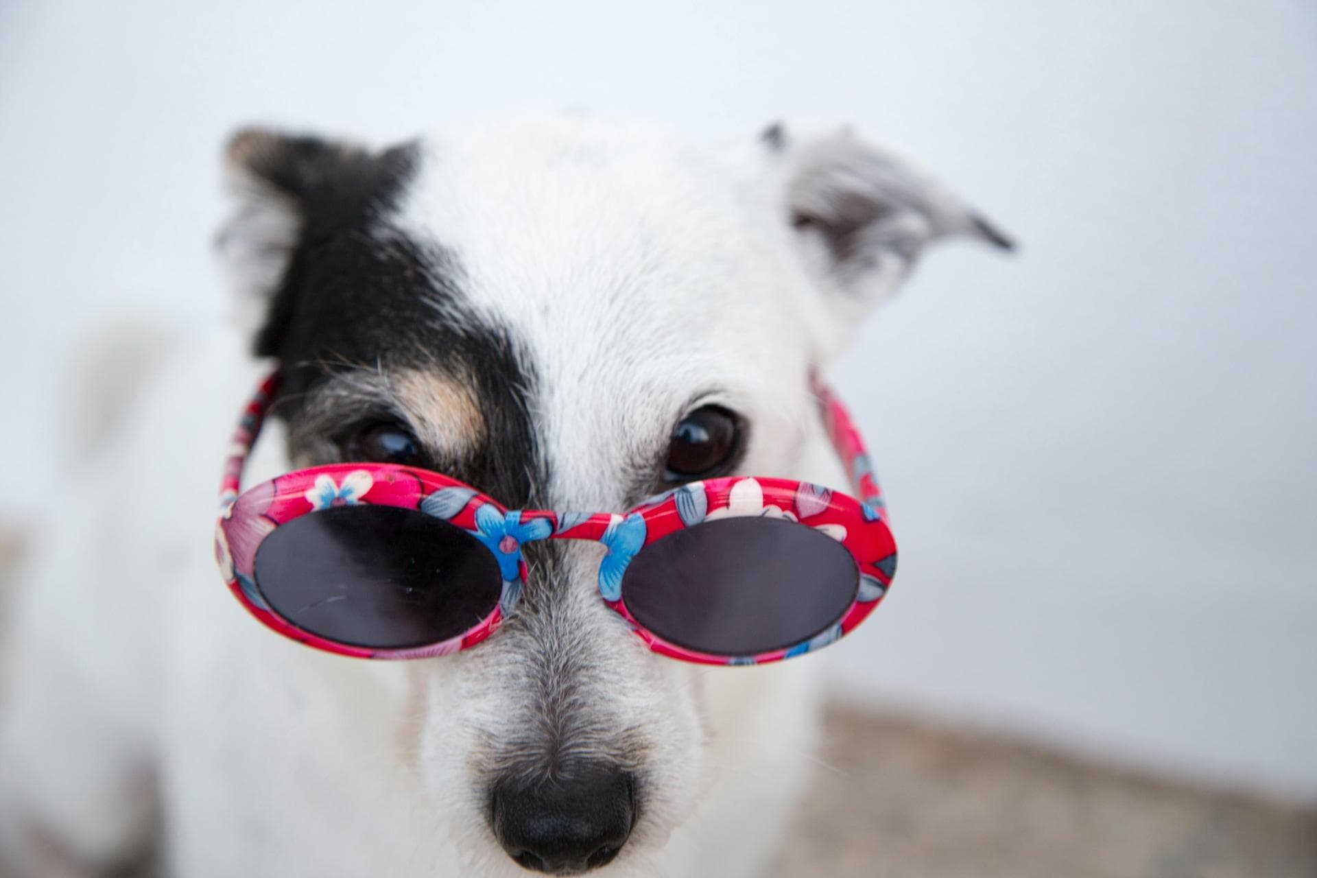 Best Vets in Kingman