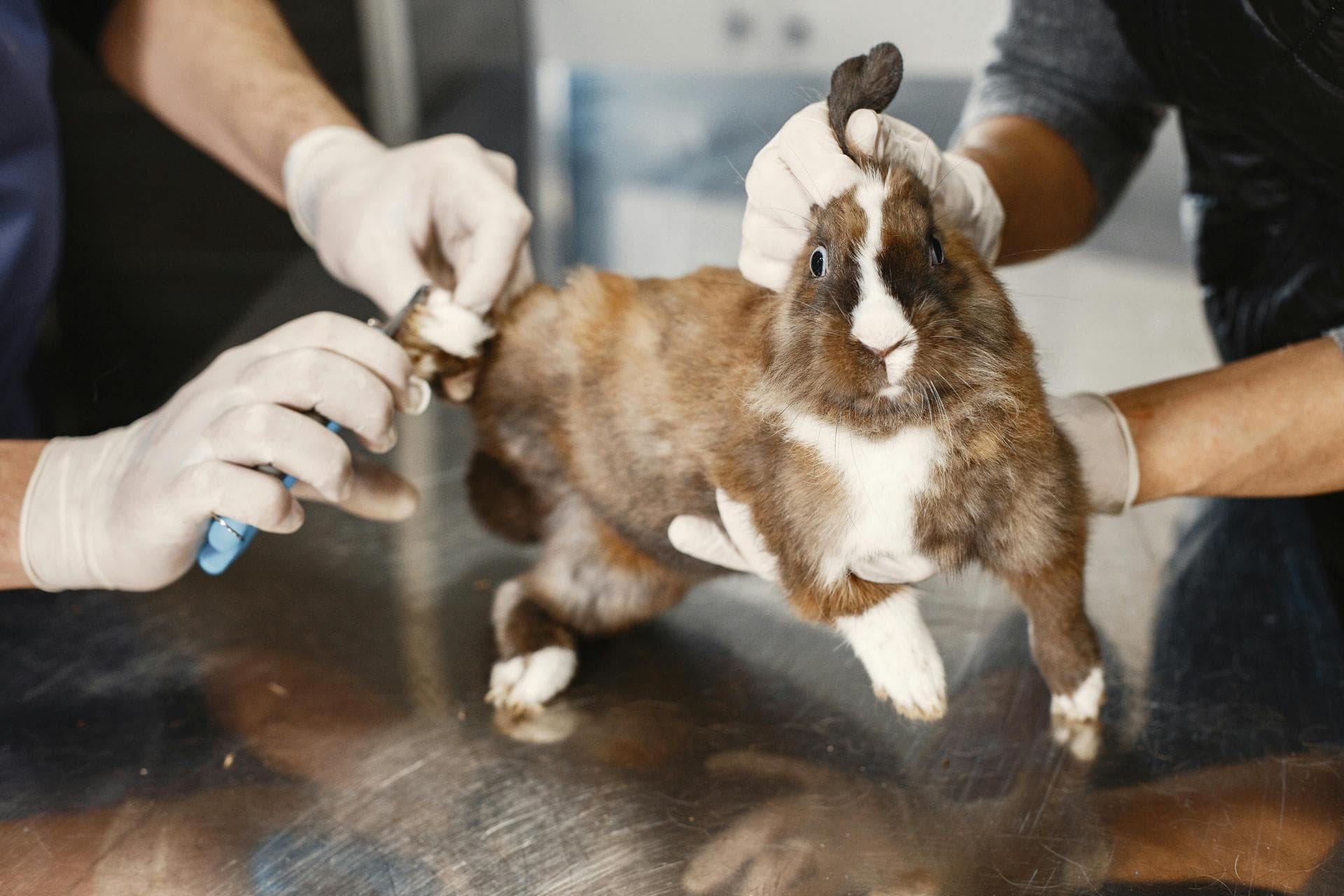 Dog & Cat Vets in Mission